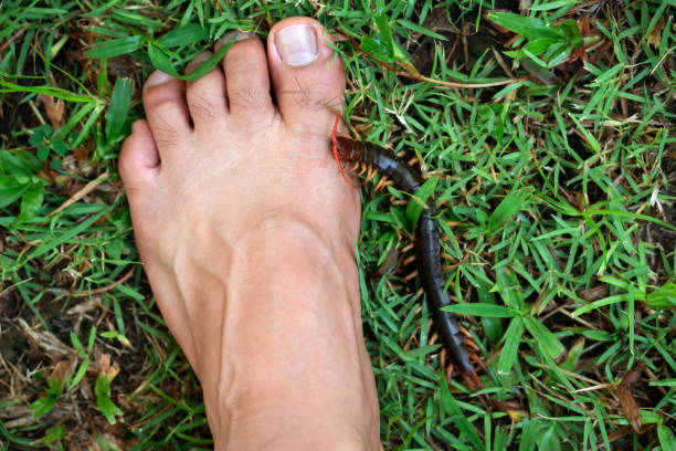 People were bitten by a centipede on their feet while walking in the garden