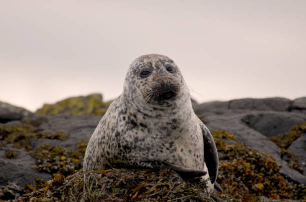 istock Adorable Seals on The Reef in Scotland 1144156304