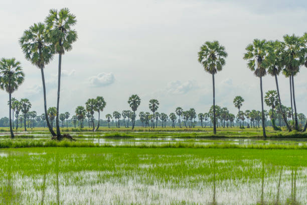 istock Rice paddy field in rural Thailand. 1144156345