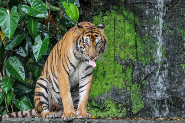 istock tiger show tongue sit down in forest 1144156588