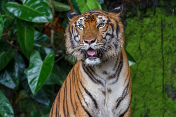 istock tiger show tongue sit down in forest 1144156593