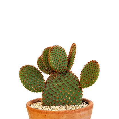 Bunny Ears Cactus isolated on white background.