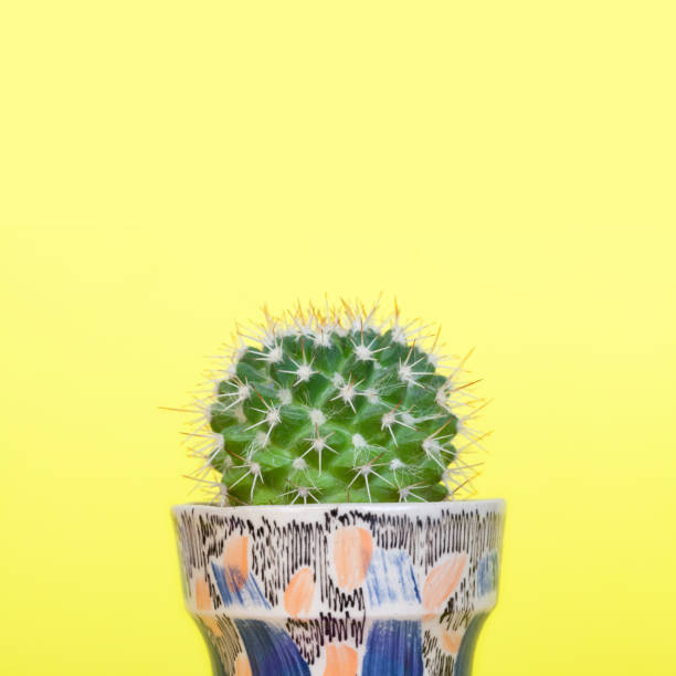 istock Small mammillaria cactus in a small decorative ceramic planter. 1144157414