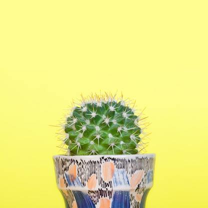 Small mammillaria cactus in a small decorative ceramic planter.