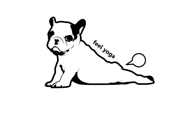 ilustraciones, imágenes clip art, dibujos animados e iconos de stock de lindo frenchie el bulldog está peando en estilo yoga. - peer to peer illustrations