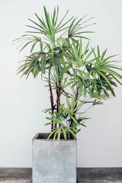istock green palm tree in concrete pot 1144158120