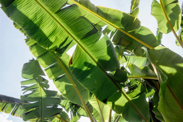 istock green banana leaf with blue sky 1144158121