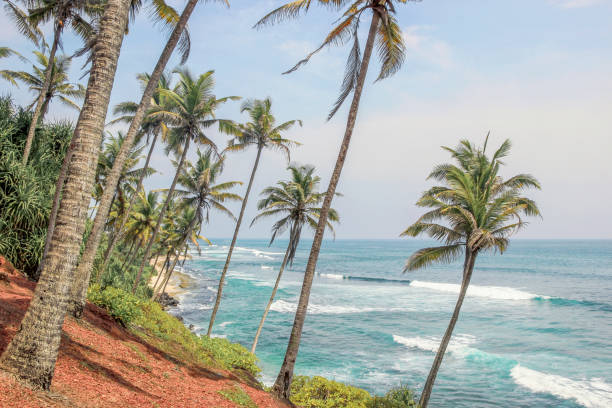 istock sea view at coconut tree hill 1144158124