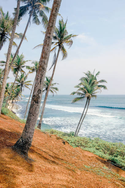 istock sea view at coconut tree hill 1144158274