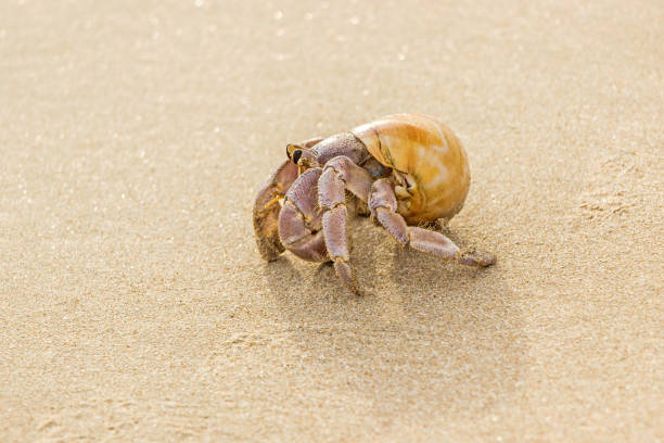 istock close up of hermit crab on beach 1144158288