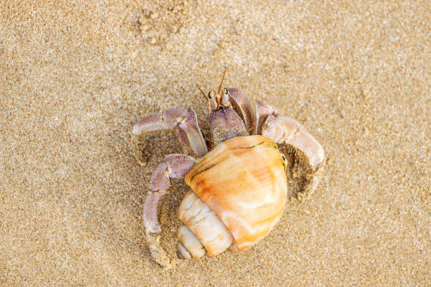 istock close up of hermit crab on beach 1144158842