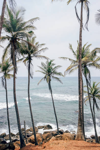 istock sea view at coconut tree hill 1144158936