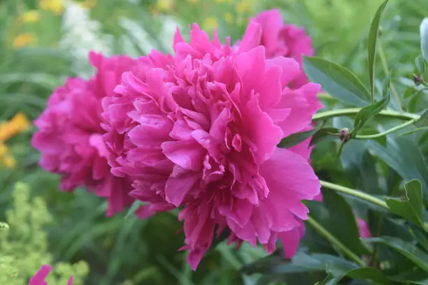 Vibrant Pink Peony Up Close in Nature