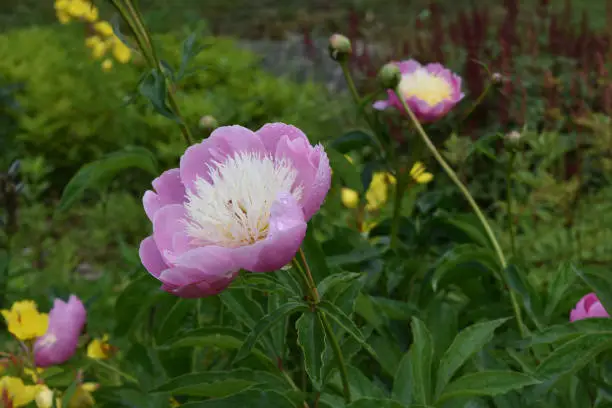 Gorgeous Pink Peonies Blossoming in the Great Outdoors