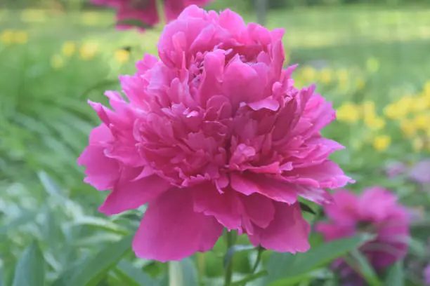 Goegeous Close Up of a Pink Peony in Nature