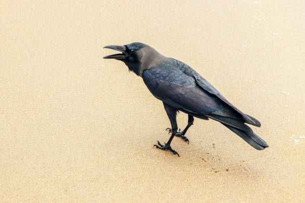 istock close up of a raven on beach 1144159036