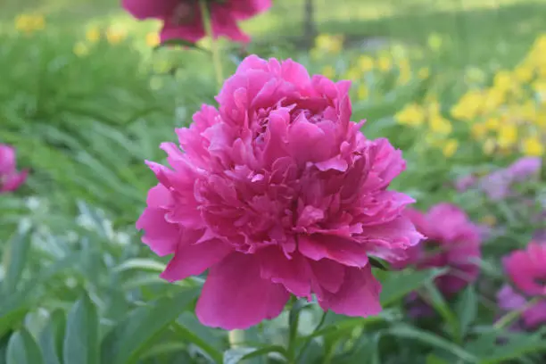Beautiful Pink Peony Blossoming in the Outdoors