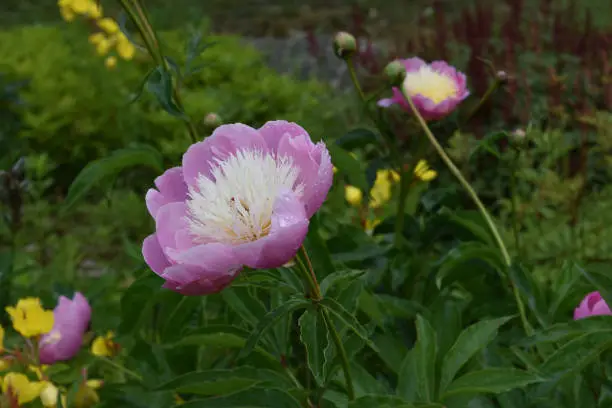 Gorgeous Pink and White Peony Growing Outdoors