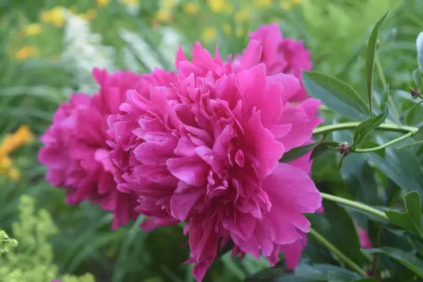 Gorgeous Pink Peony at Full Bloom in a Garden