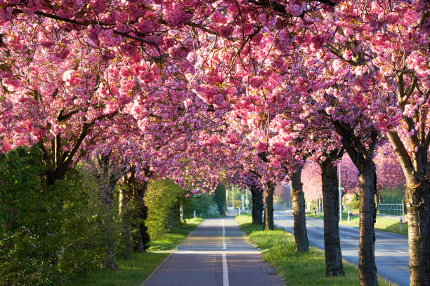 istock Avenue of blooming cherry trees in spring 1144159364