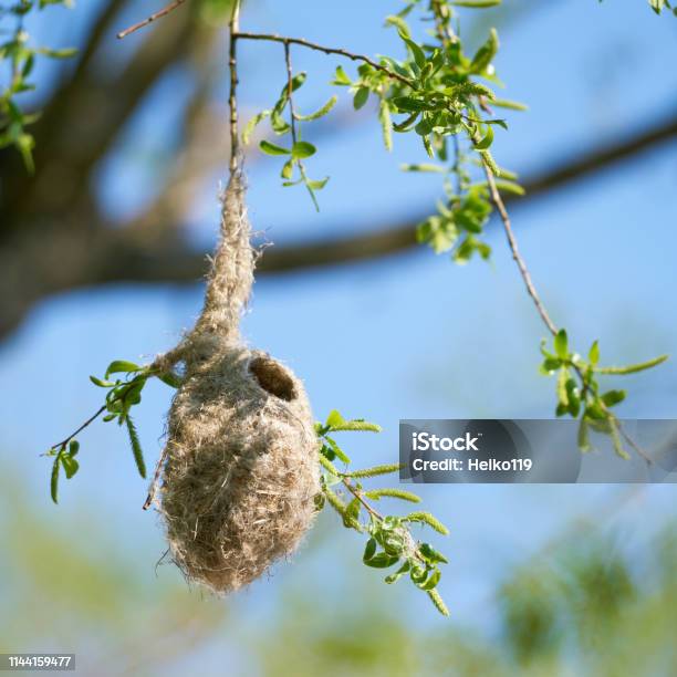 Nest Of A Penduline Tit Stock Photo - Download Image Now - Animal, Animal Behavior, Animal Migration