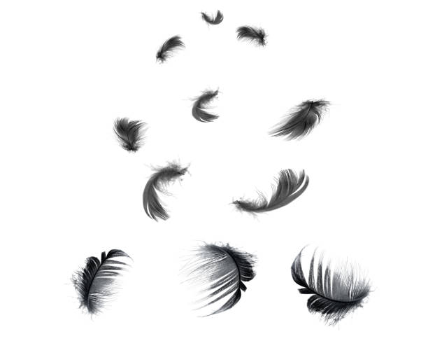 istock Beautiful black feathers floating in air isolated on white background 1144159537