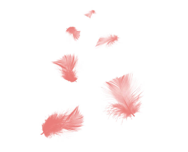 istock Beautiful pink feathers floating in air isolated on white background 1144159543