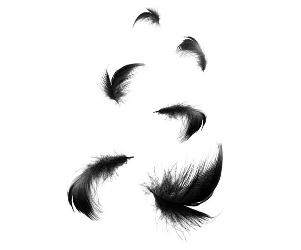 istock Beautiful black feathers floating in air isolated on white background 1144159544