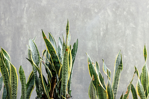 Sansevieria plant with concrete wall