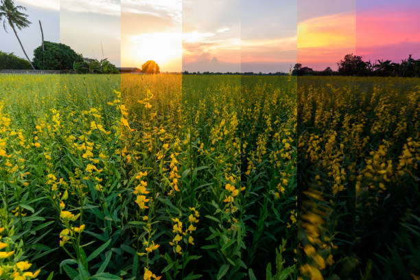 istock Different shade color of sunhemp field /  Crotalaria juncea 1144159815