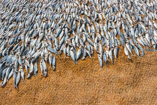 istock fish market at Negombo beach 1144160026