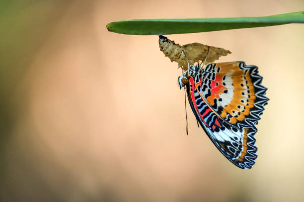 istock Leopard Lacewing Butterfly on Chrysalis in the garden. 1144160932