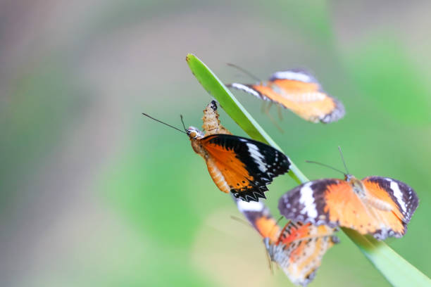 istock Leopard Lacewing Butterfly on Chrysalis in the garden. 1144160959