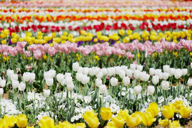 istock colorful tulips blooming in a park 1144161051