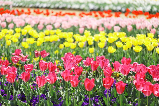 istock colorful tulips blooming in a park 1144161256