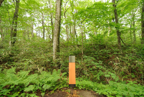 istock hiking in the mountain, exploration in the forest 1144162537