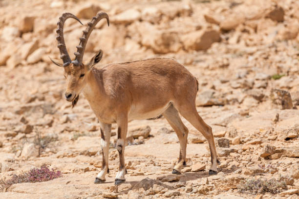 istock Nice view of Nubian ibex goat 1144162781