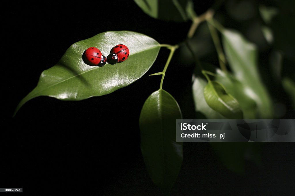 Ladybugs - Foto de stock de Mariquita libre de derechos