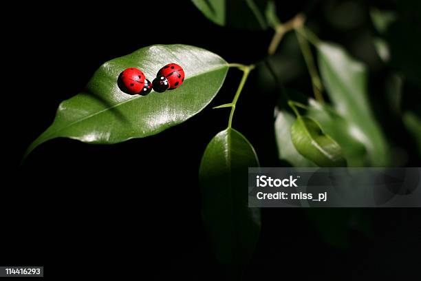 Ladybugs - Fotografie stock e altre immagini di Coccinella - Coccinella, Accudire, Albero