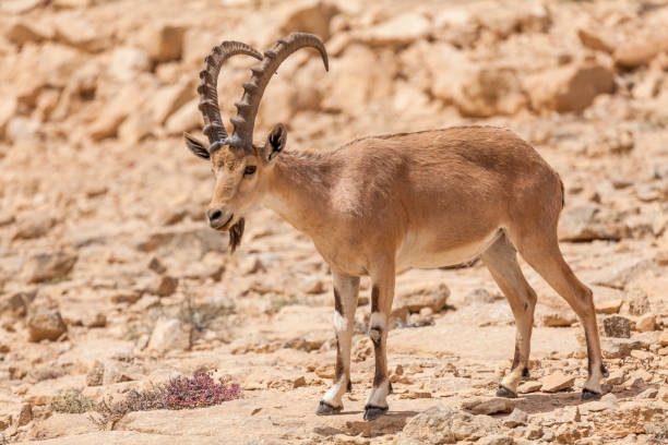 istock Nice view of Nubian ibex goat 1144162947