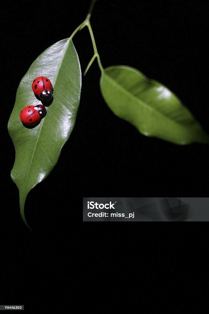 Ladybugs - Photo de Amour libre de droits