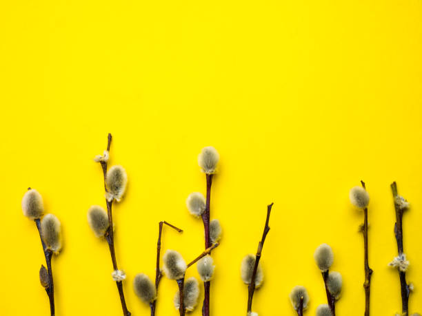 istock easter willow twigs on yellow background with copy space 1144163997