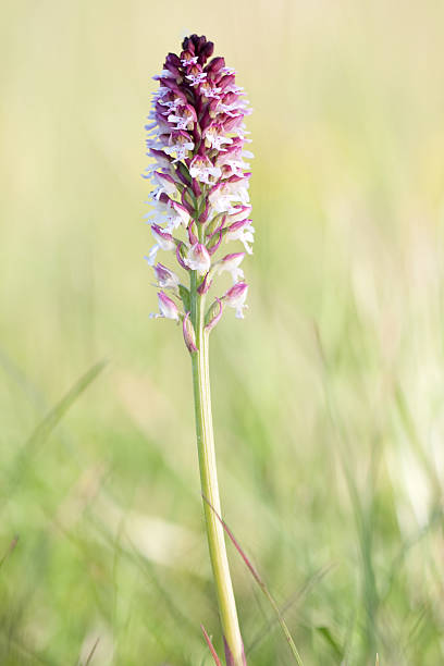 wild orchid  orchis ustulata stock pictures, royalty-free photos & images