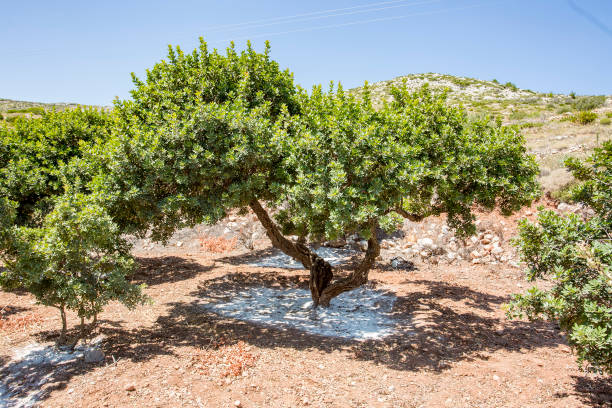 arbre vert de mastic dans l’île de chios, grèce - chios island photos et images de collection