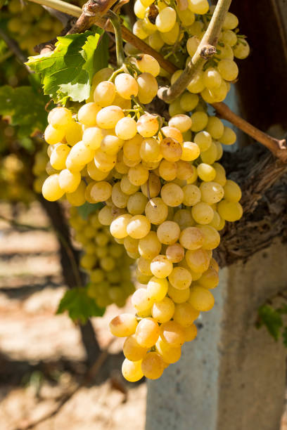 campo de uvas, viñedo (turquía izmir buca vineyard) - 7655 fotografías e imágenes de stock