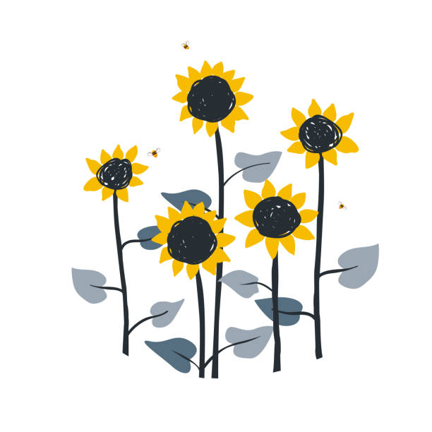 ilustrações de stock, clip art, desenhos animados e ícones de doodle floral illustration with wild meadow sunflowers, isolated on white background. vector element for sunflowers honey packaging, label or card template - field image computer graphic bee