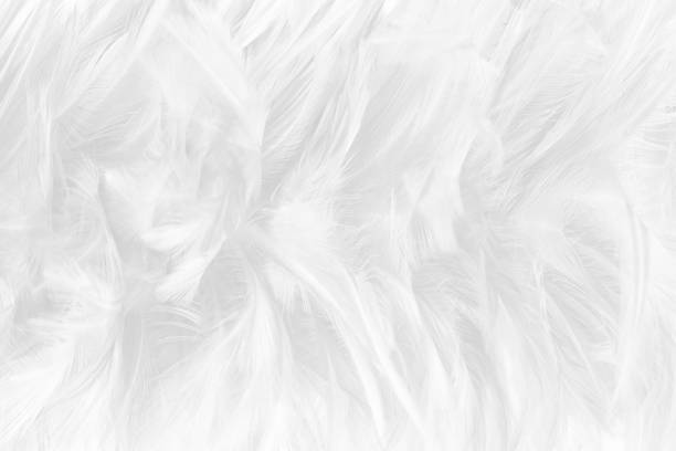 istock Beautiful white gray colors tone feather texture background 1144165951