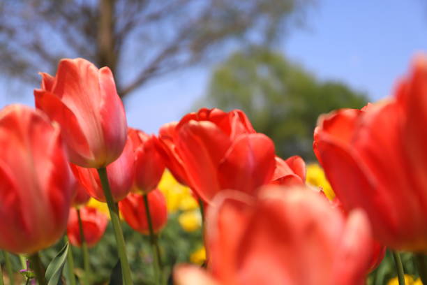 istock red tulips on a sunny spring day 1144165967