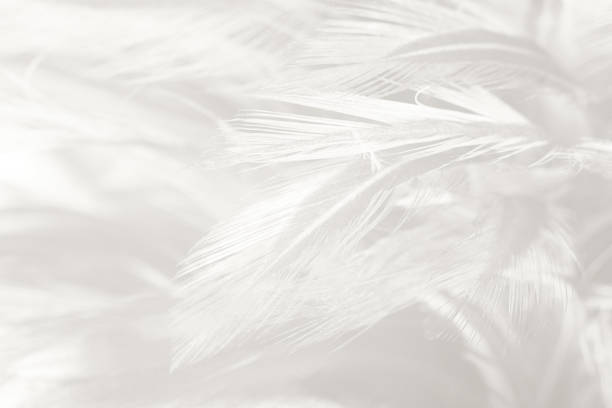 istock Beautiful white gray colors tone feather texture background 1144166009