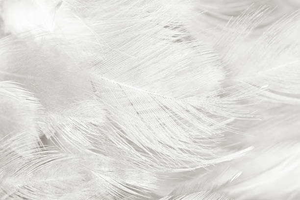 istock Beautiful white gray colors tone feather texture background 1144166055